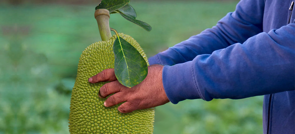 Vita Etica Jackfruit Chips – healthy, natural, and crunchy snack