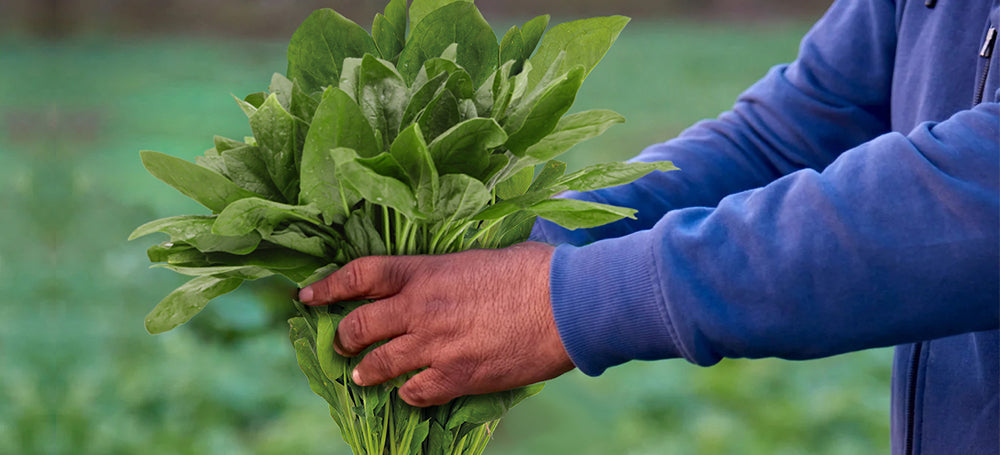 Vita Etica healthy spinach chips