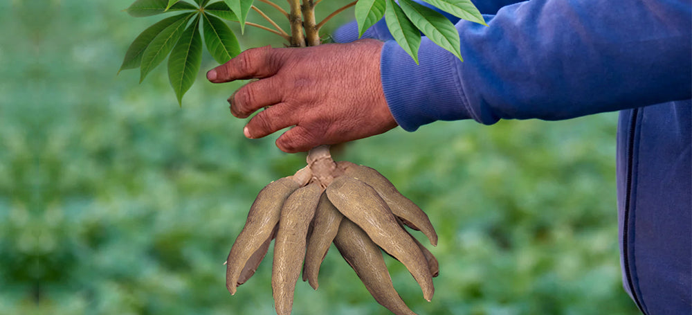 Vita Etica healthy tapioca chips